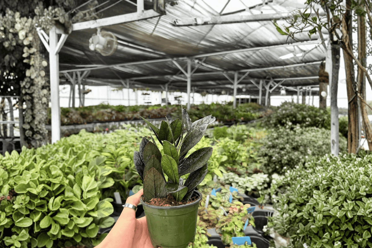ZZ Black Queen 2 Exact Live Plants – 4-Inch Pots – Zamioculcas zamiifolia 'Black Queen'