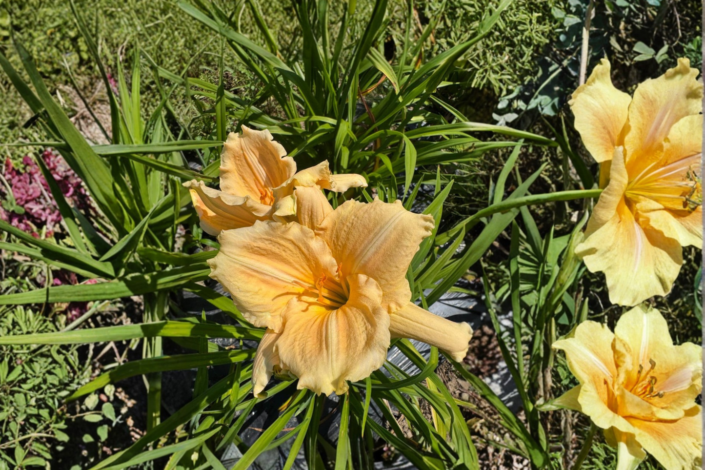 Daylily ‘Bridal Bouquet’ 3 Bare Root Plants – White Hemerocallis Perennial for Summer Garden Flowers