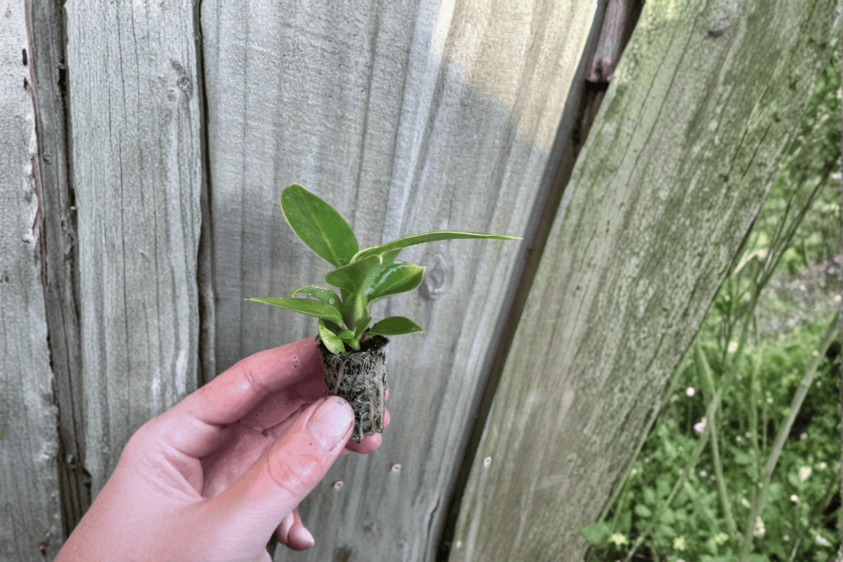 2 Philodendron Thai Congo Starter Plants – Live Tropical Aroid
