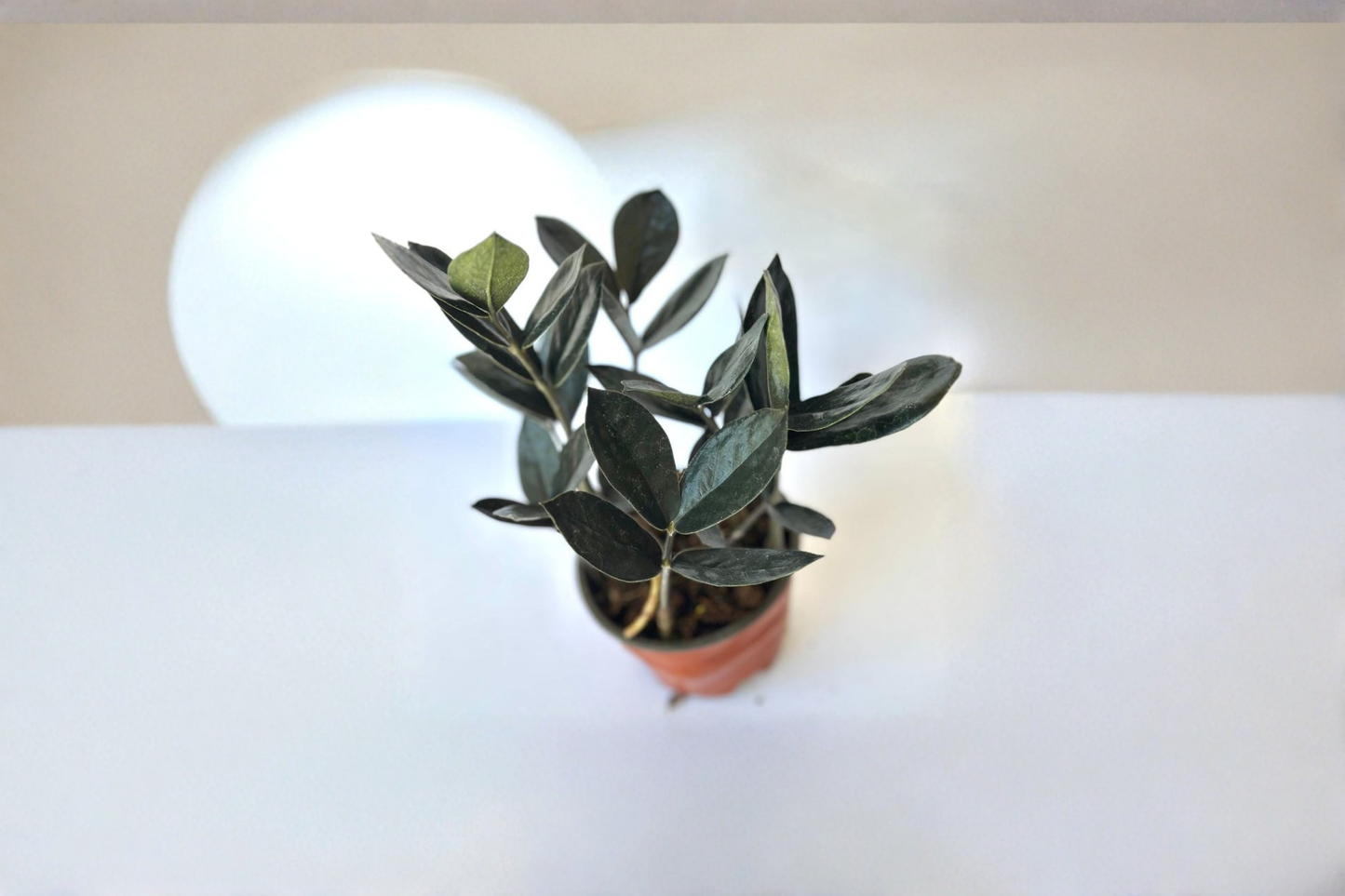 Black ZZ Plant Live Zamioculcas Raven 4 Inch Pot Easy Care Low Light Houseplant Indoor Starter
