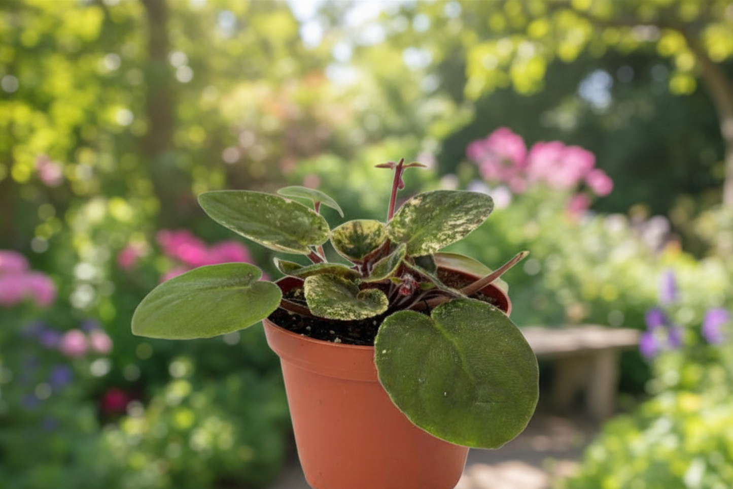 Variegated African Violet Live Plant 4 Inch Pot Fully Rooted Flowering Houseplant Rare Indoor Violet Plant Gift