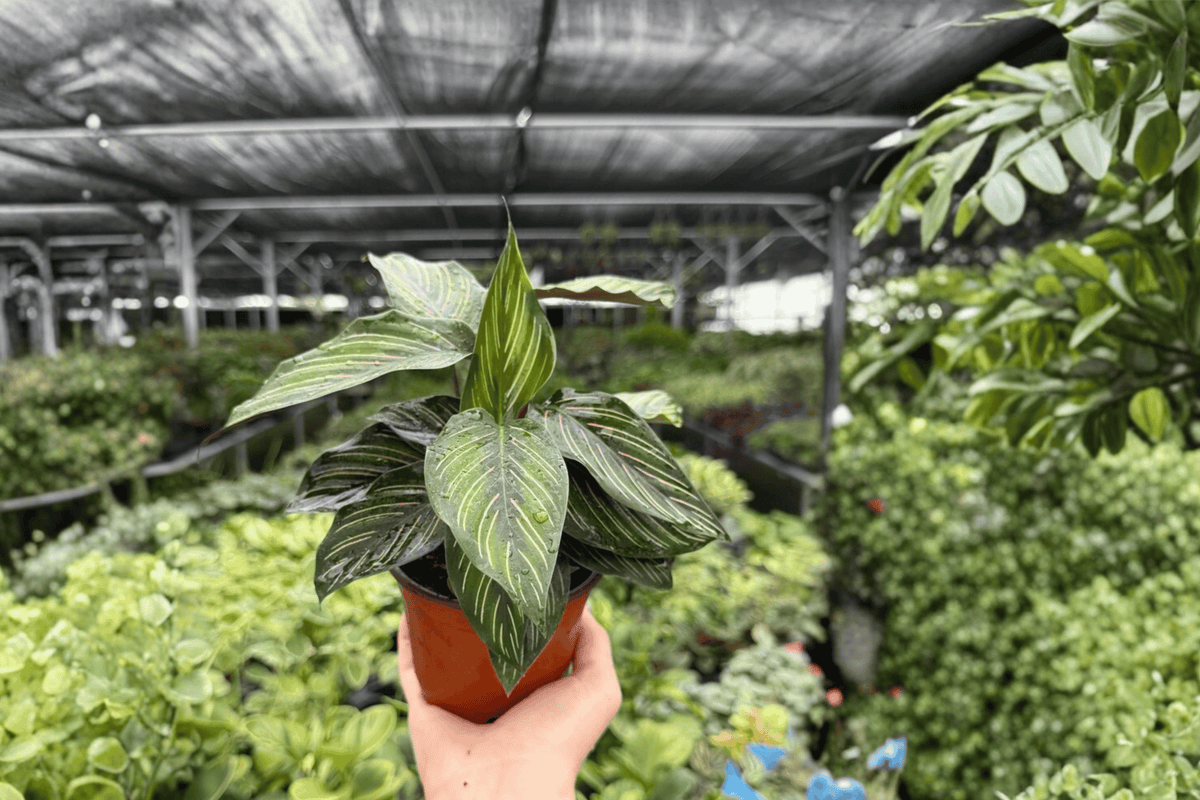 Calathea Beauty Star 2 Exact Live Plants – 4-Inch Pots – Goeppertia ornata ‘Beauty Star’