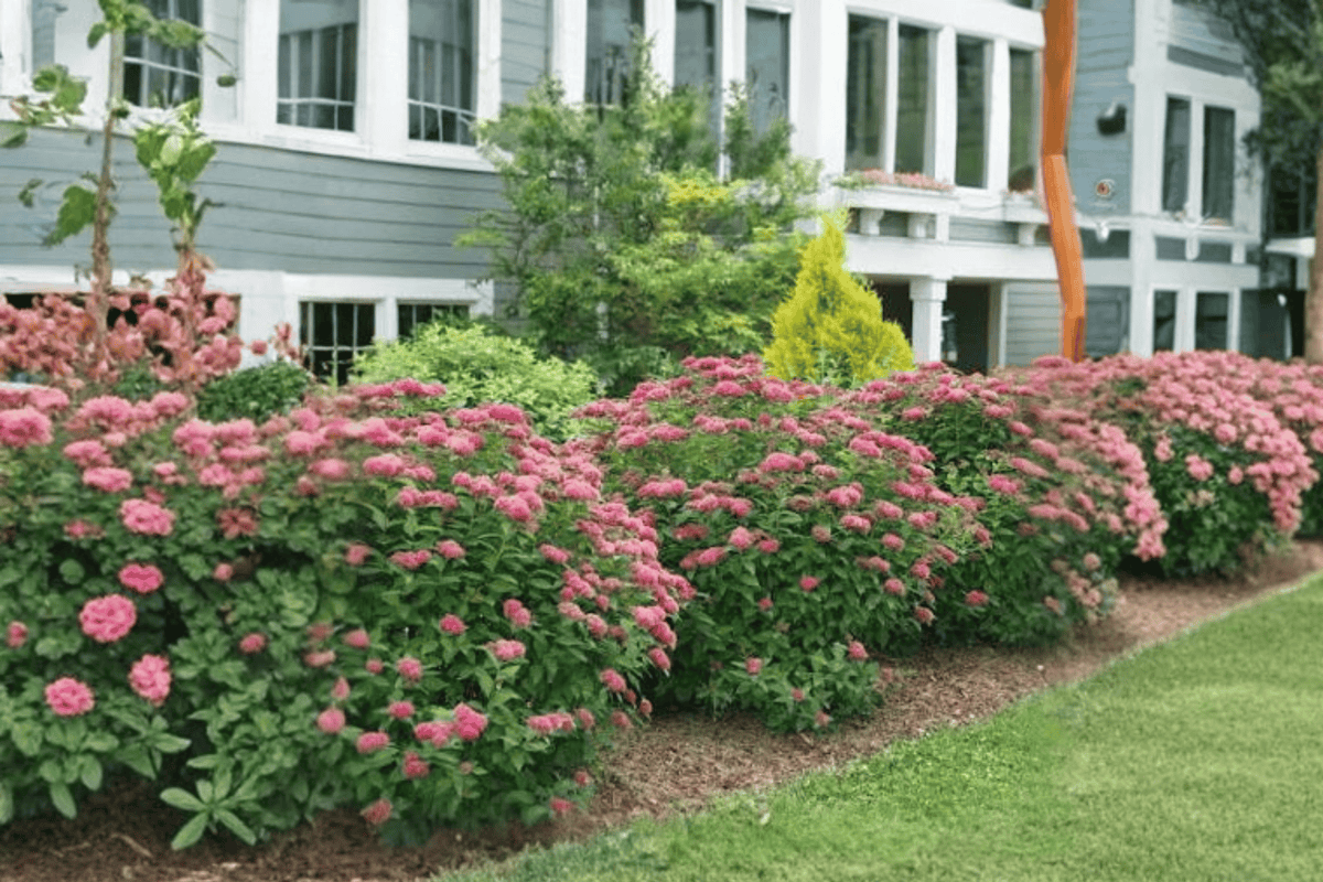 Double Play Doozie Spirea 1 Live Plant – Spiraea ‘NCSX2’ – 3 Gallon Pot