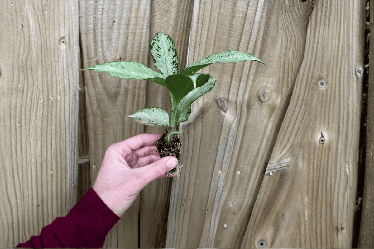 2 Dieffenbachia Snow Starter Plants – Live Variegated Tropical Plants