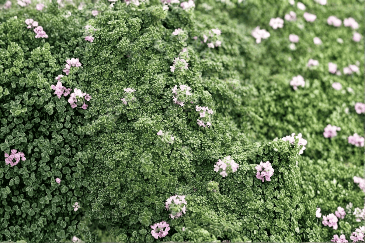 Elfin Creeping Thyme 1 Live Plant – 4-Inch Pot – Thymus serpyllum ‘Elfin’