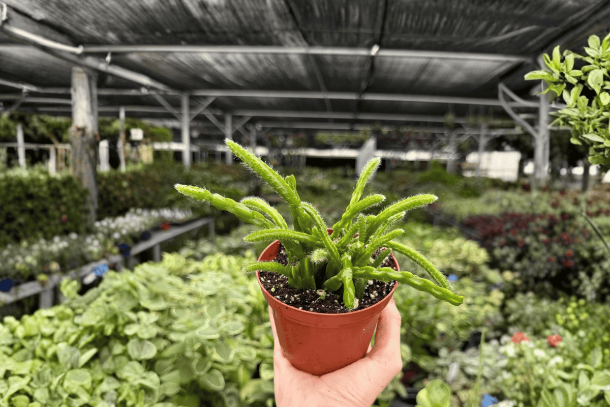 Rhipsalis sulcata 2 Exact Live Plants – Specific 4” Size Bare Root