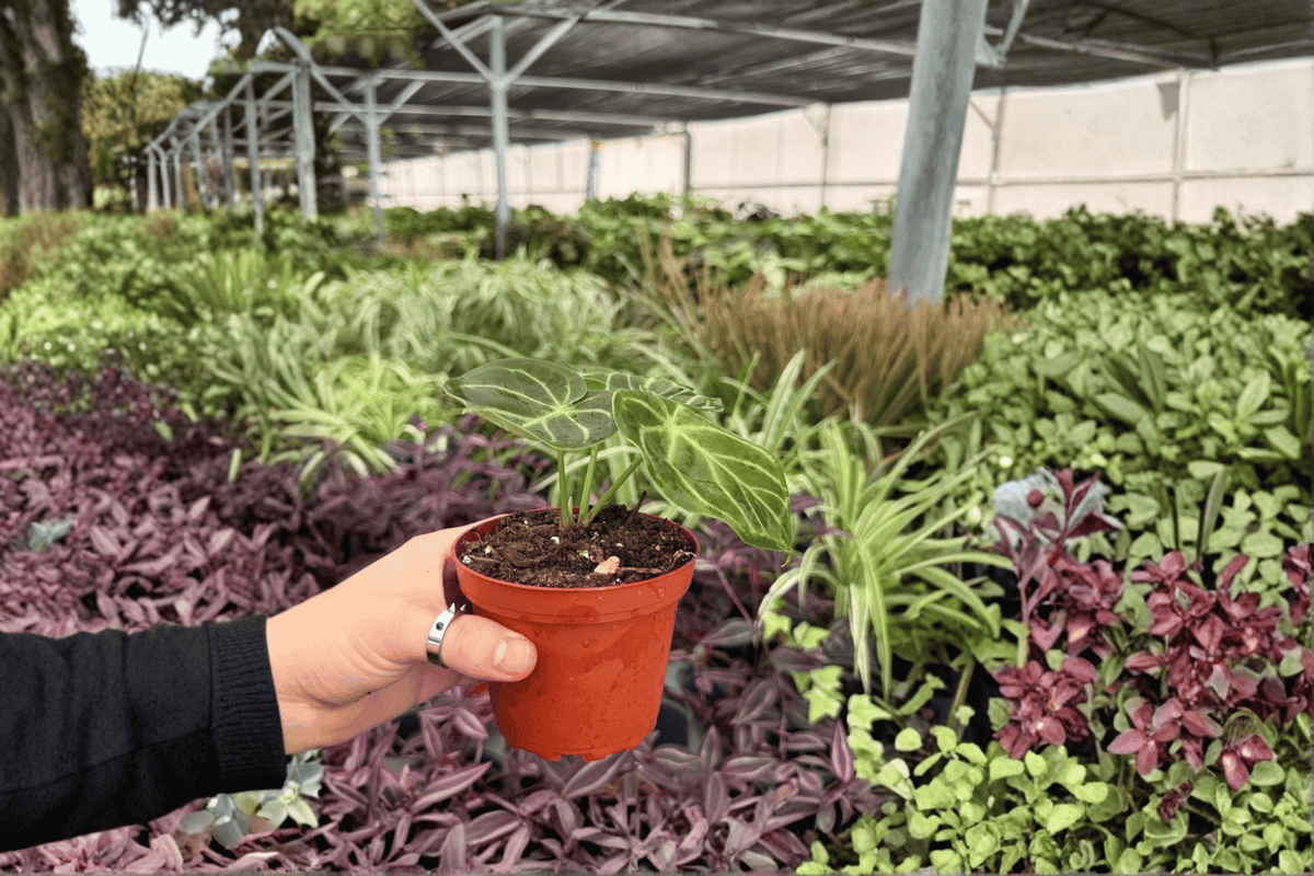2 Anthurium AOS x Domino Exact Live Plants – Specific Plants in 4” Pots