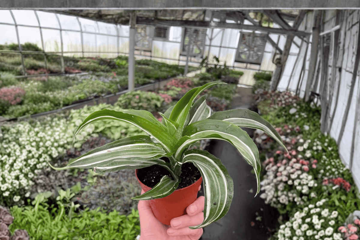 2 Dracaena White Jade Jewel Live Plants in 4-Inch Pots – Dracaena fragrans ‘White Jewel’