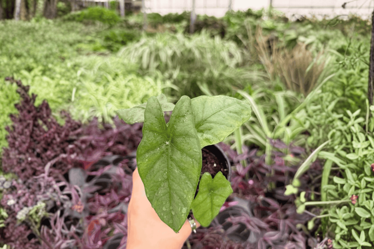 Alocasia Corazon 2 Exact Live Plants – Alocasia ‘Corazon’ Specific 4” Size Bare Root