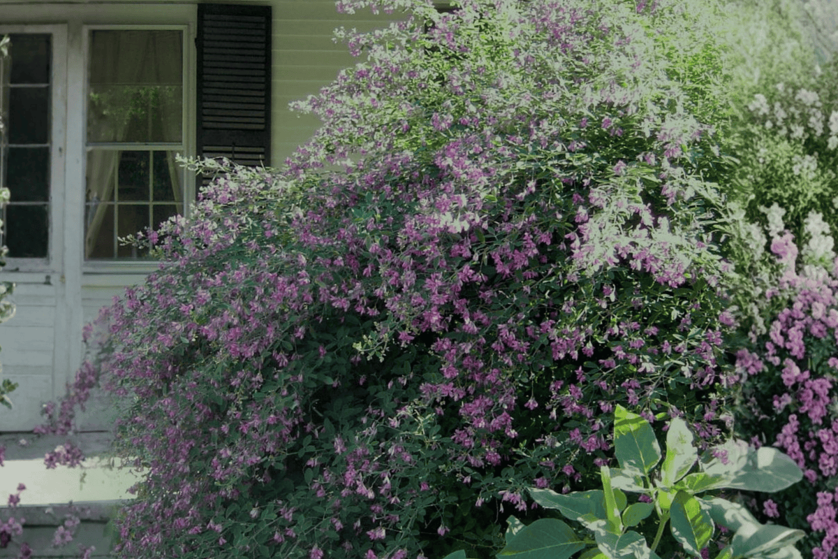Gibraltar Bush Clover Live Plant – 3 Gallon Pot