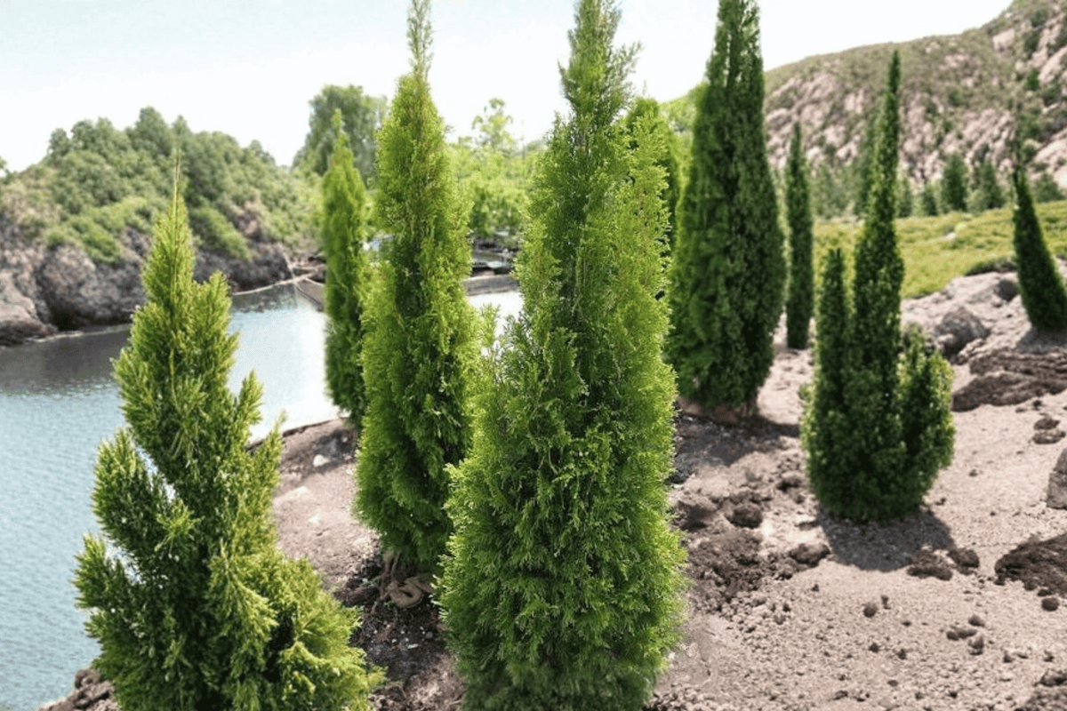 Emerald Green Arborvitae 1 Live Plant – Thuja occidentalis ‘Smaragd’ – Quart Pot