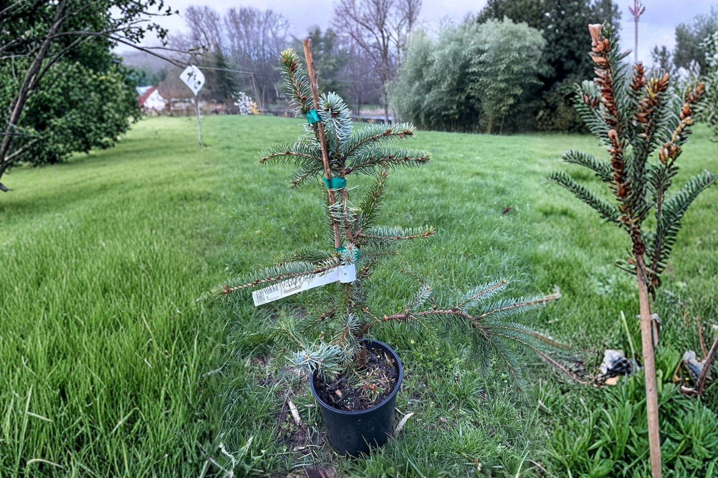 Serbian Spruce ‘Westerstede’ Live Plant 12” Tall – Picea omorika Dwarf Evergreen Conifer in 1 Gallon Pot