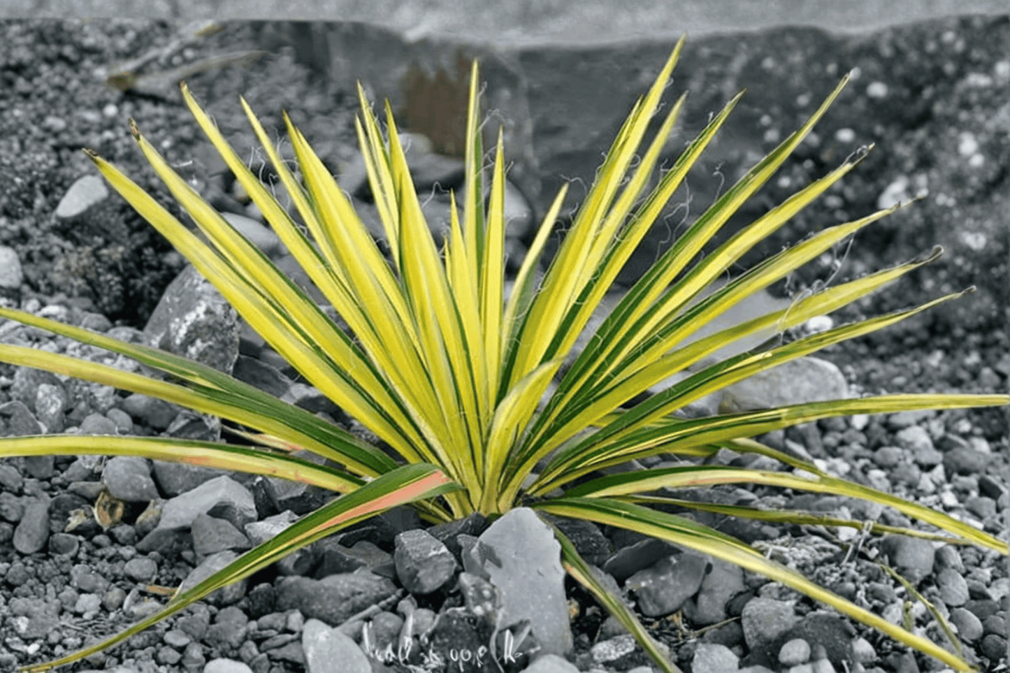 Bright Edge Adam’s Needle Live Plant – 1-Gallon Pot – Yucca filamentosa 'Bright Edge'