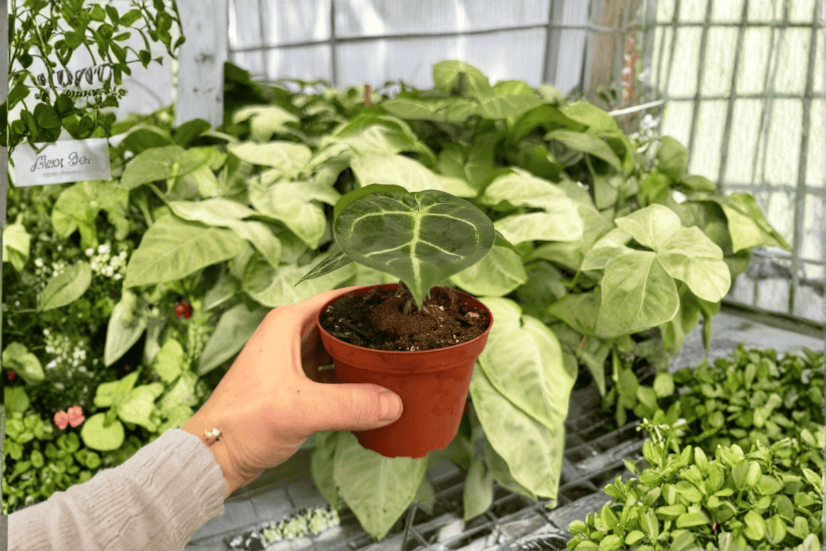 Anthurium Papillilaminum × Manila Fried 2 Exact Live Plants – Hybrid 4” Size Bare Root