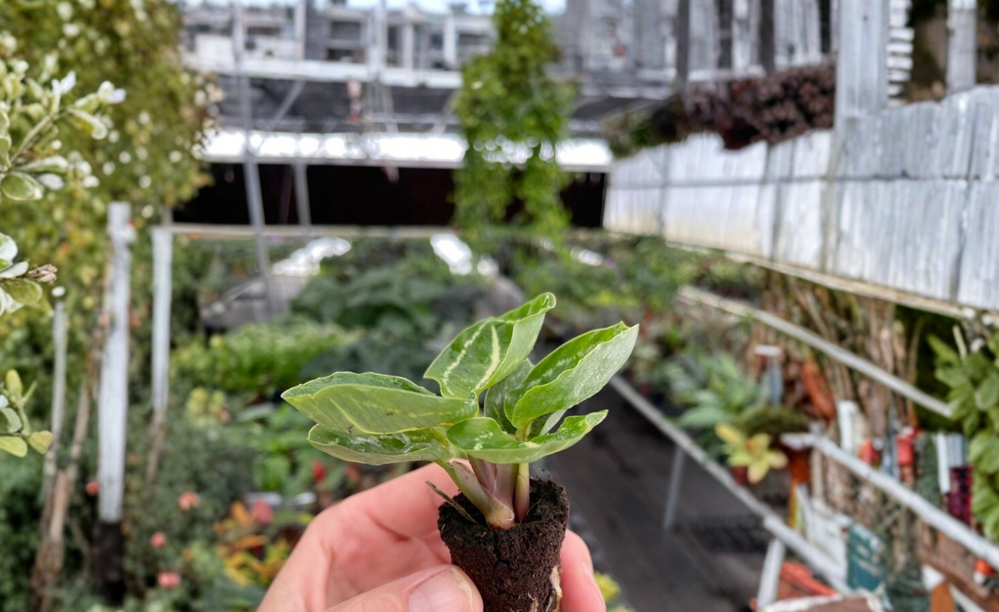 2 Calathea Green Roseopicta Live Starter Plants – Bare Root with Soil Pod (Goeppertia roseopicta)