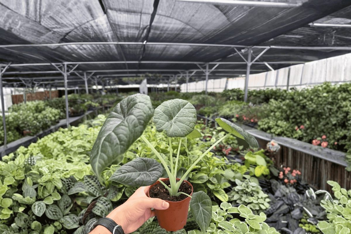Alocasia Maharani – 2 Exact Live Plants, 4-Inch Size – Alocasia ‘Maharani’