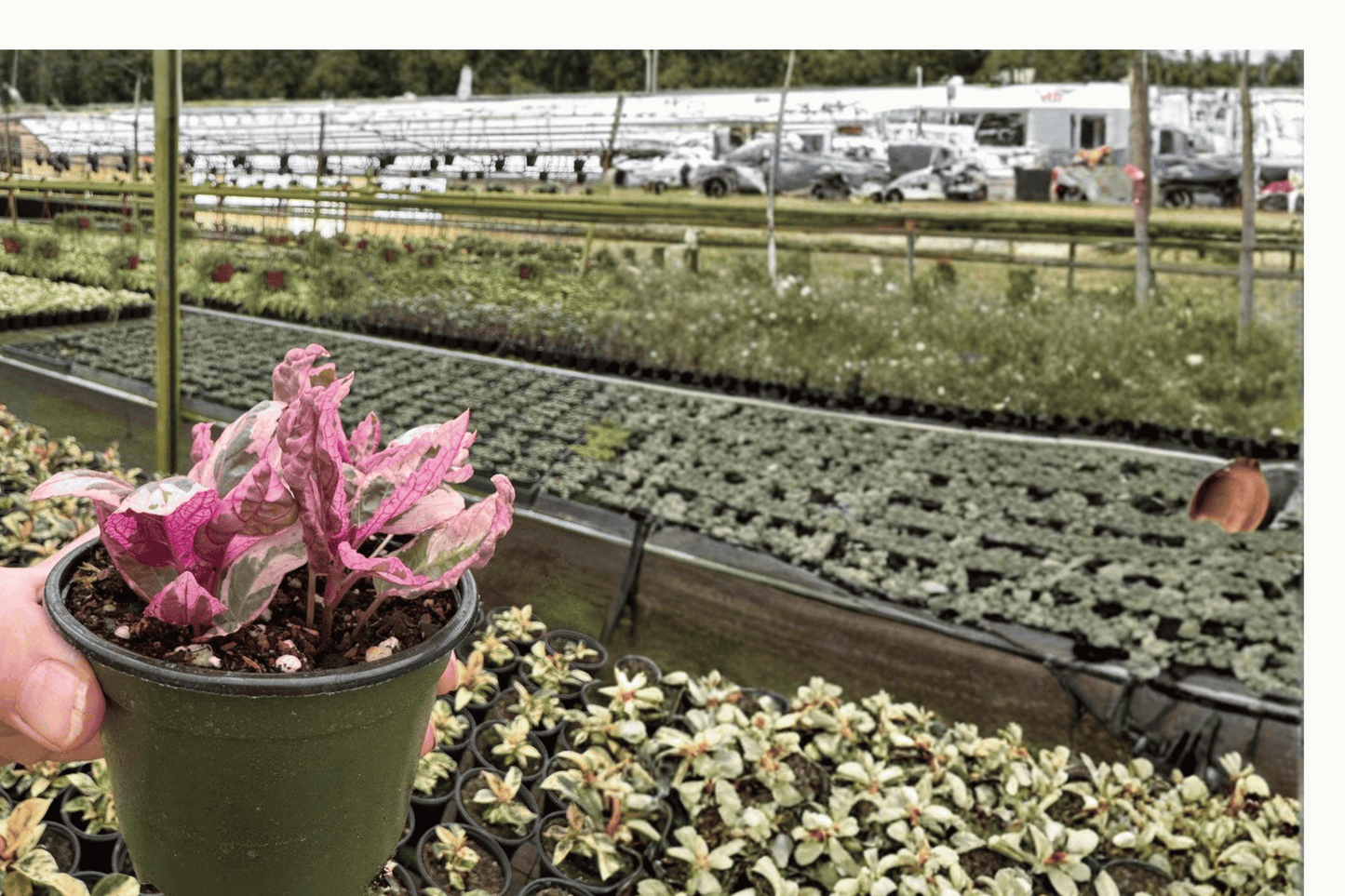 Pink Variegated Purple Waffle 2 Live Plants – 4-Inch Pots – Hemigraphis alternata