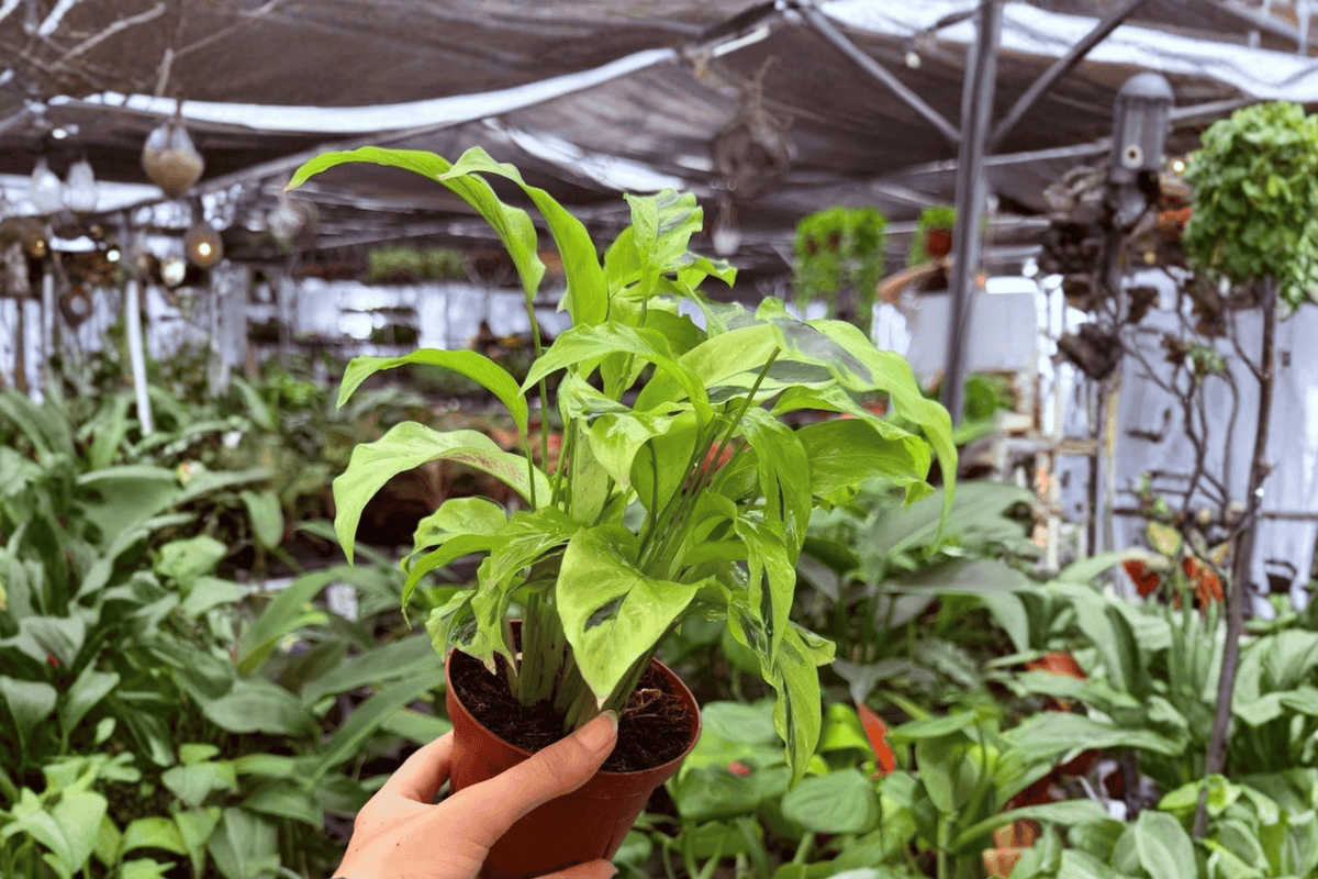 2 Exact Calathea Yellow Fusion Live Plants – 4” Pot