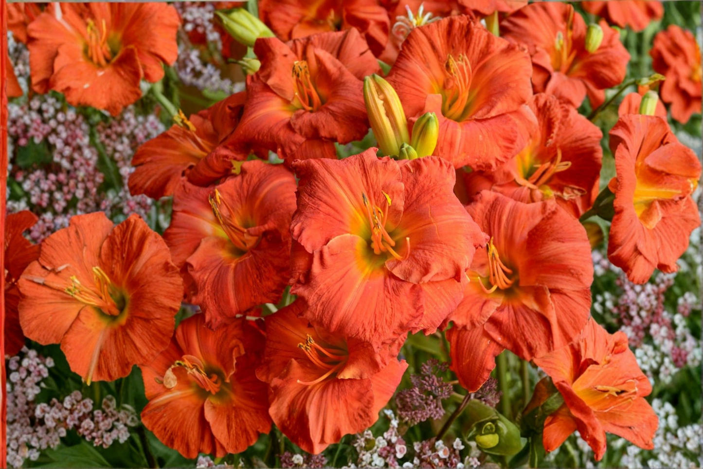 Desert Flame Daylily 3 Bare Root Plants – Hemerocallis Orange Red Flower Perennial Garden Plant Easy Care Summer Bloom