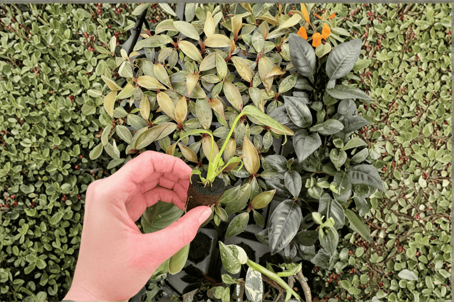 Monstera Burle Marx Flame Live Starter Plant – 2 Plants Bare Root – Monstera 'Burle Marx Flame'