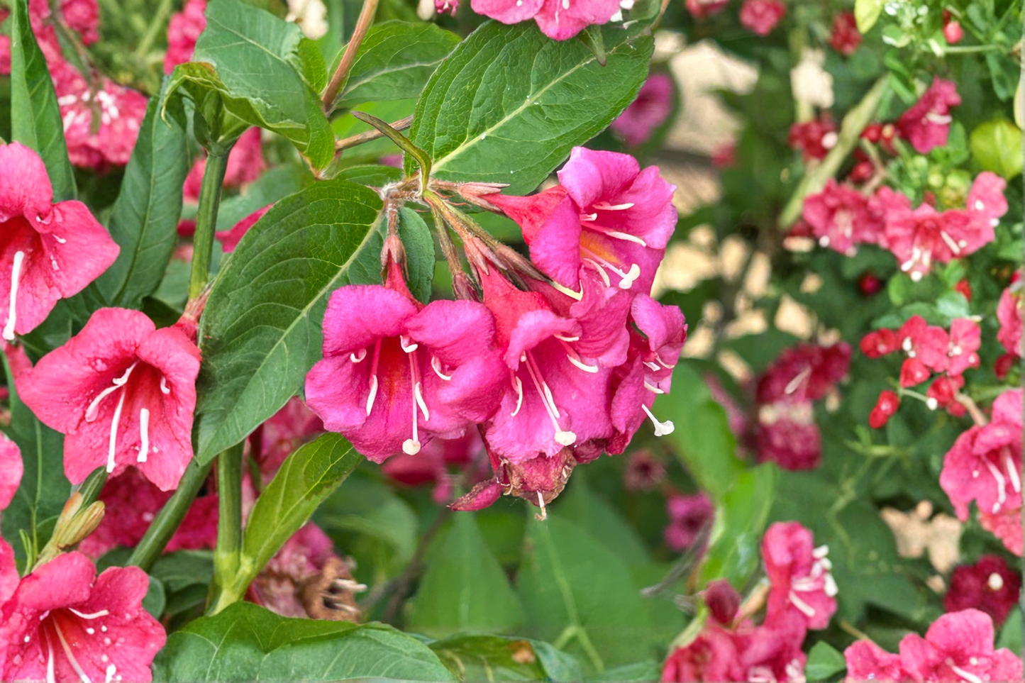 Pink Weigela Live Plant – 4-Inch Pot – 6–12 Inches Tall – Weigela florida
