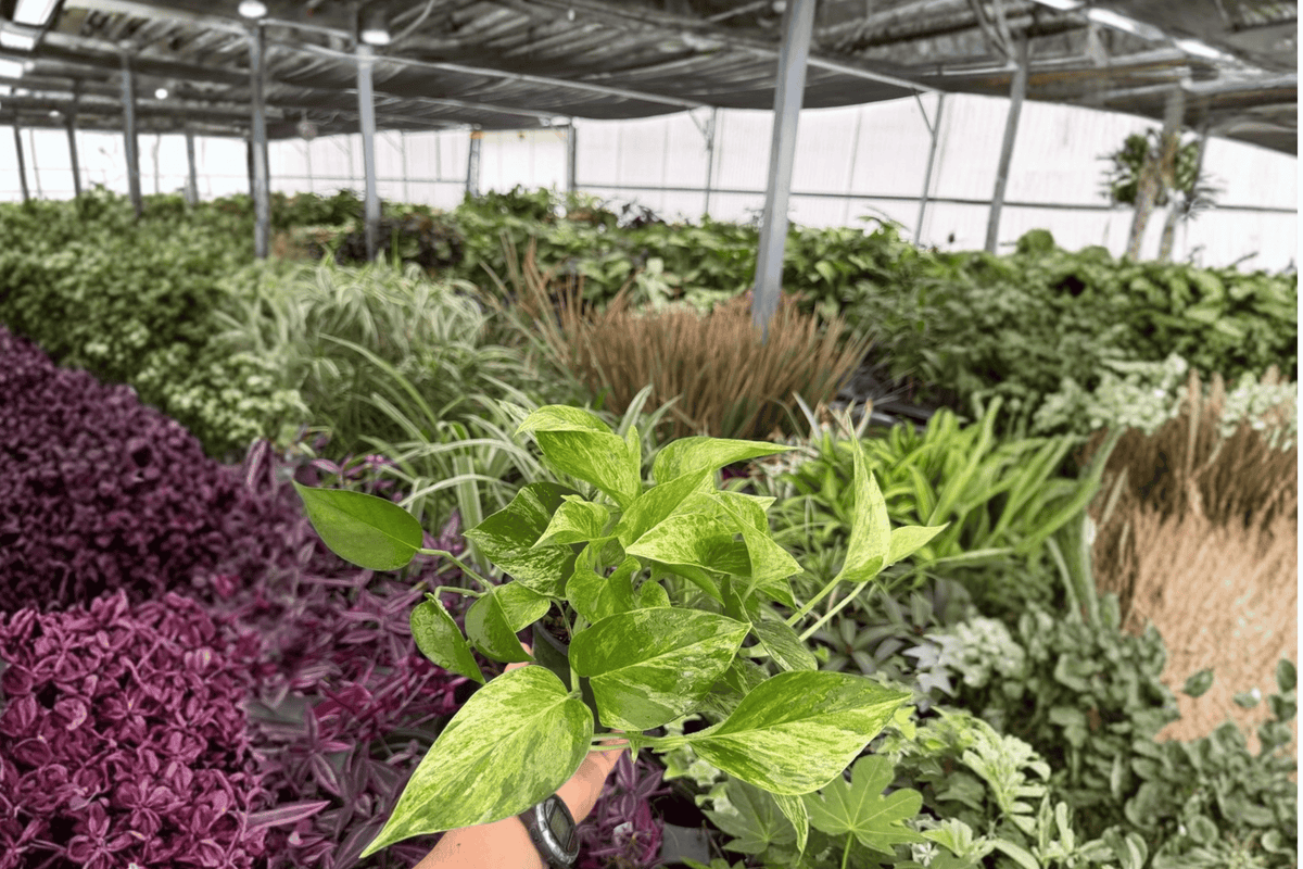 Marble Queen Pothos 2 Exact Live Plants – Epipremnum aureum ‘Marble Queen’ 4” Size Bare Root