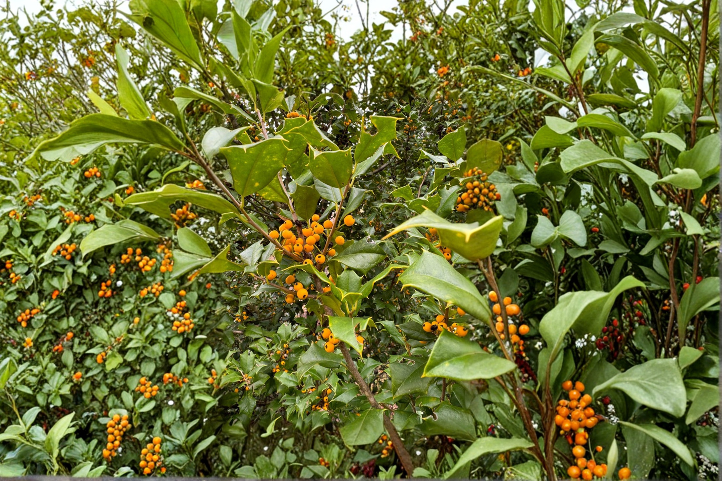 Goldie American Holly Live Plant Quart Pot Yellow Berry Evergreen Shrub Female Holly Landscape Garden Plant