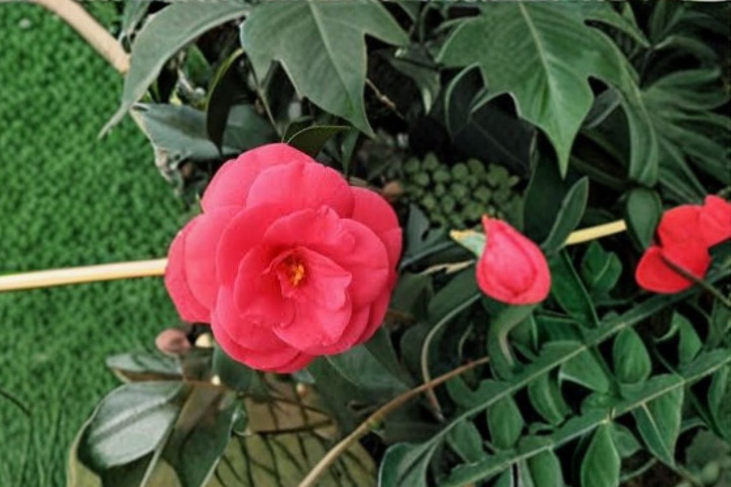 Arctic Rose Camellia Live Plant 3 Gallon Pot – Camellia japonica Pink Winter Bloom Shrub Cold Hardy Zone 6 Garden Plant