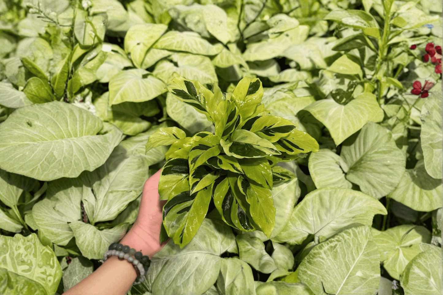 2 Exact Calathea 'Yellow Fusion' Live Plants in 1–2 Inch Pots – Goeppertia lietzei 'Yellow Fusion'