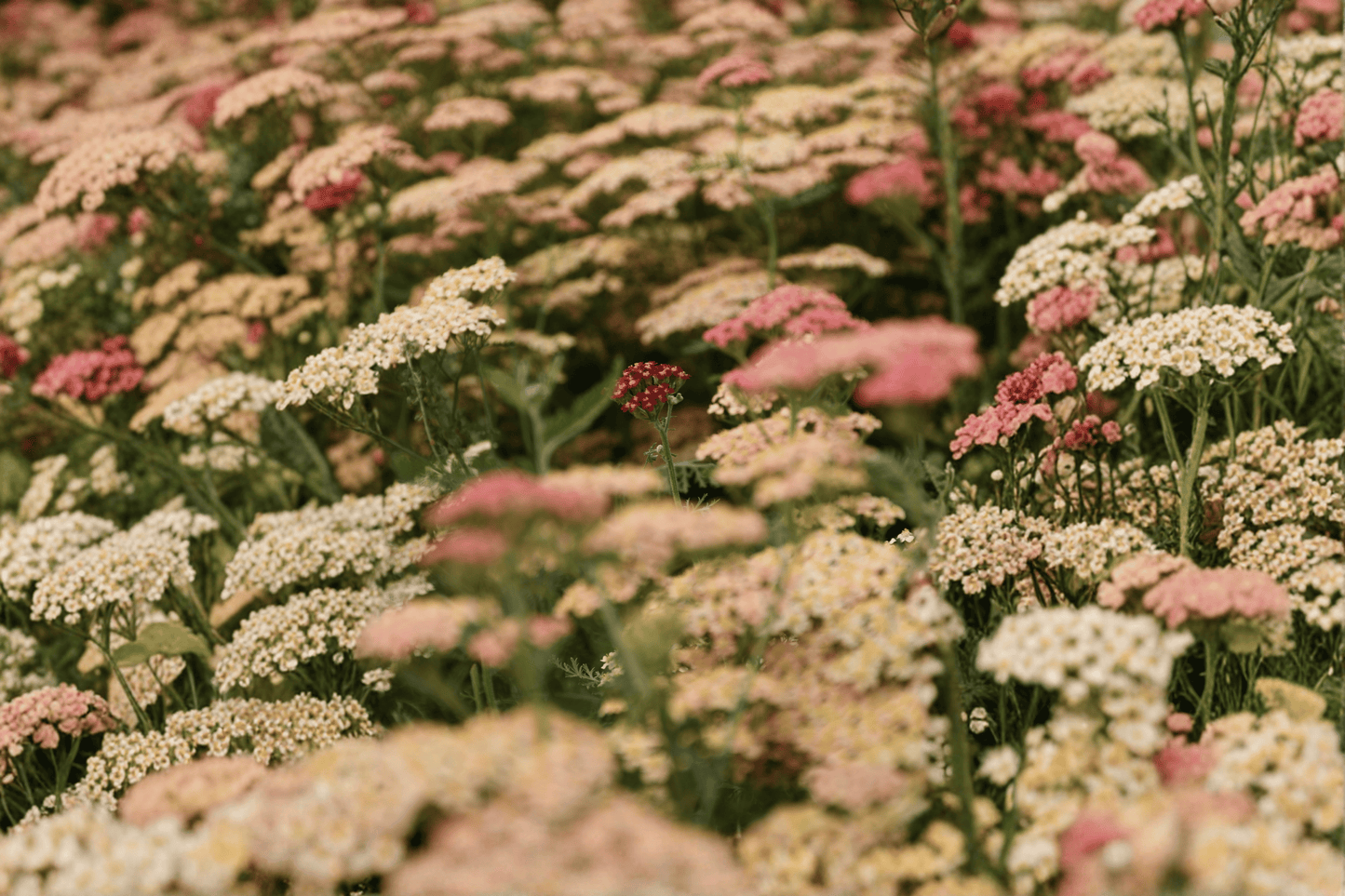 Apricot Delight Yarrow 1 Live Plant – 4-Inch Pot – Achillea millefolium ‘Apricot Delight’