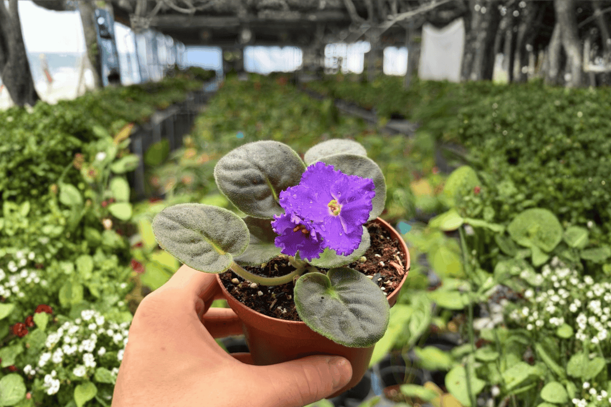 Snow Edelweiss African Violet 2 Exact Live Plants – 4” Size