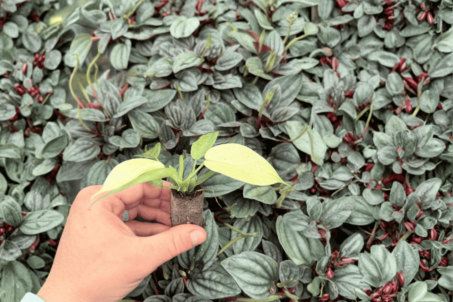 Philodendron Florida Ghost Mint 2 Exact Live Starter Plants – Philodendron ‘Florida Ghost Mint’