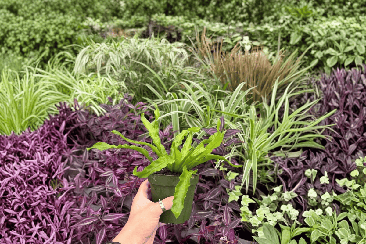Hurricane Fern 2 Exact Live Plants – Asplenium antiquum ‘Hurricane’ 4” Size Bare Root