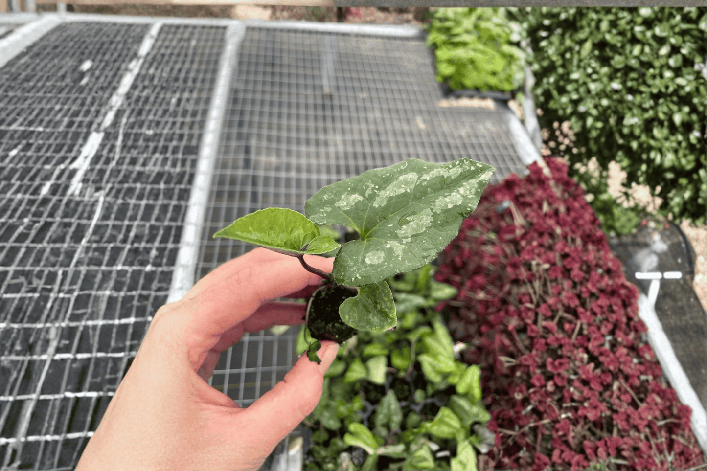 2 Asarum splendens 'Quicksilver' Starter Plants – Bare Root – Asarum splendens 'Quicksilver'