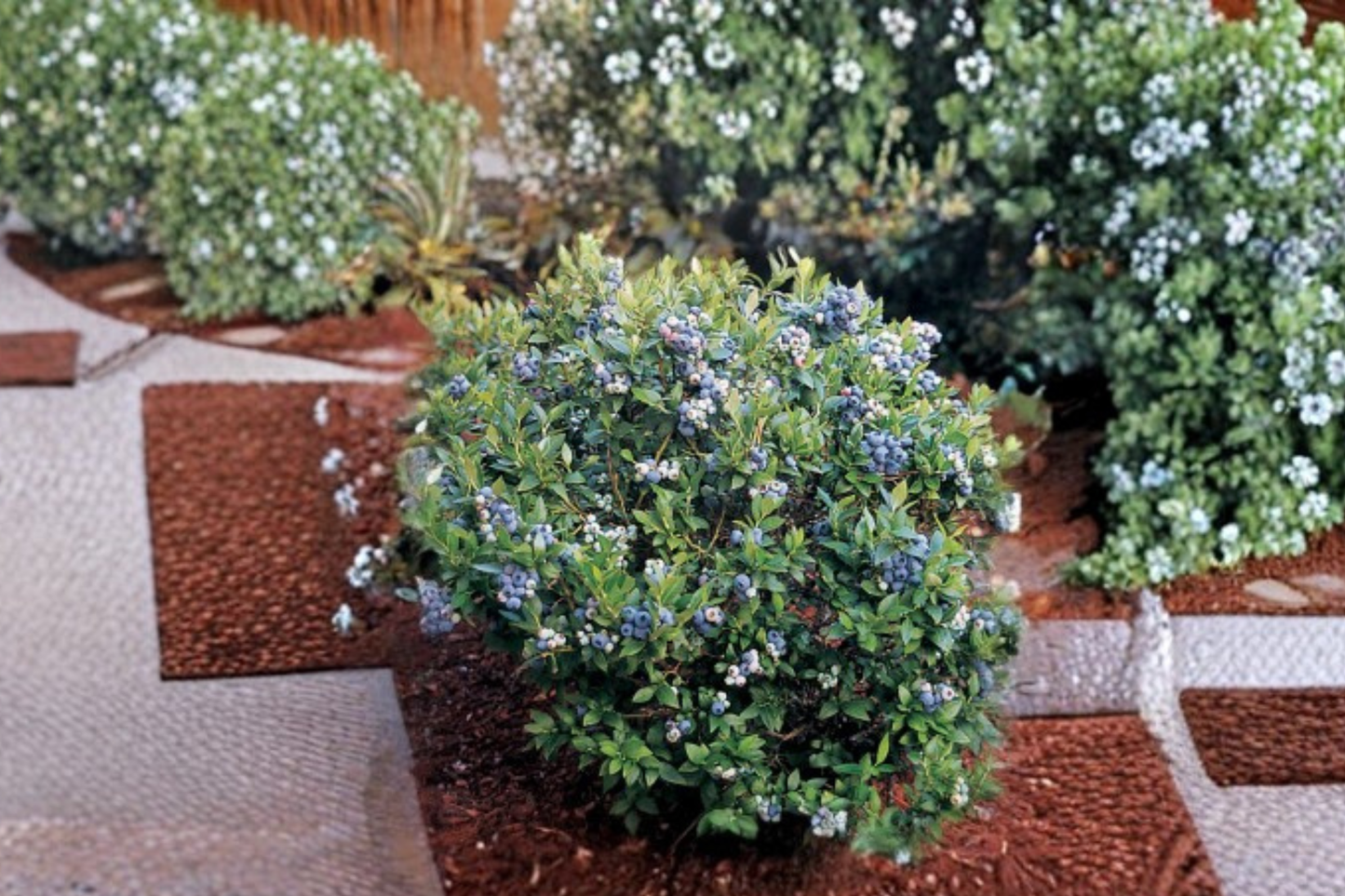Tophat Dwarf Blueberry Seeds Compact Berry Plant 10 Seeds for Container and Outdoor Garden Growing