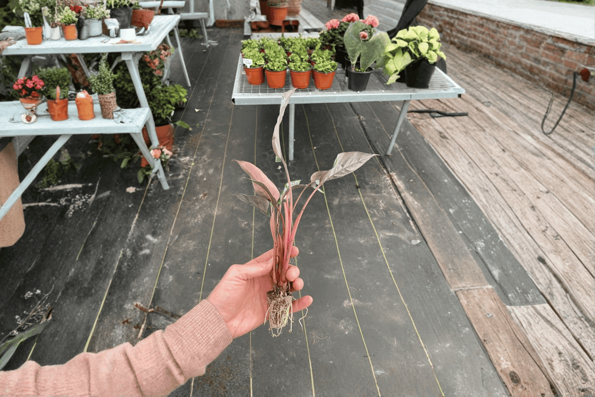 2 Apoballis acuminatissimum 'Lavallei' (Red Sword) Starter Plants – Bare Root Live Plants