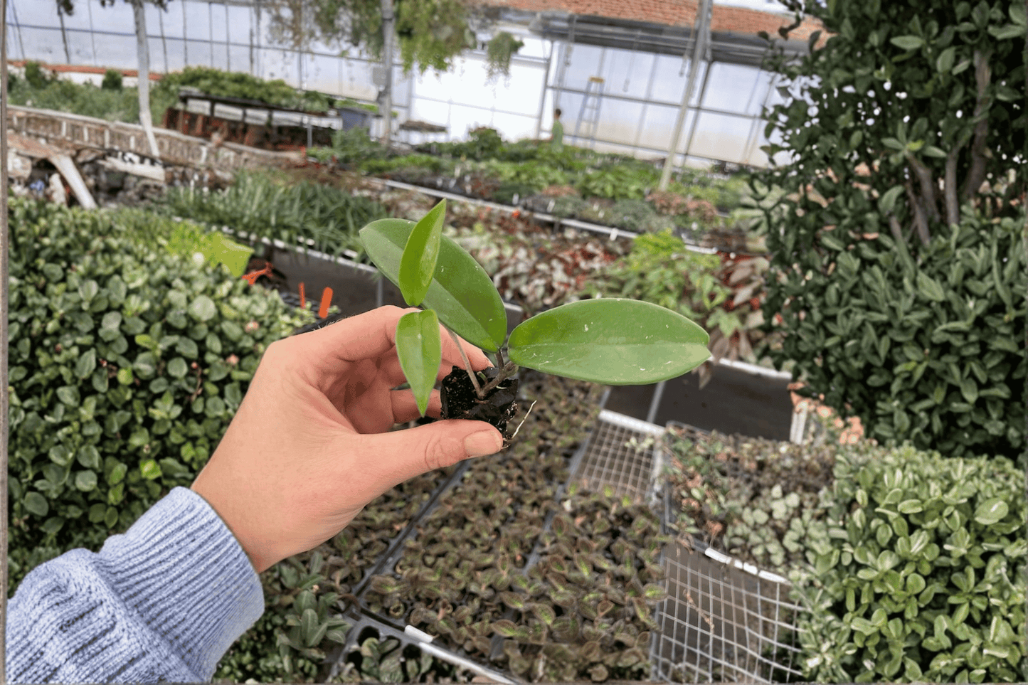 2 Hoya Jade Starter Plants – Bare Root – Hoya carnosa 'Jade'