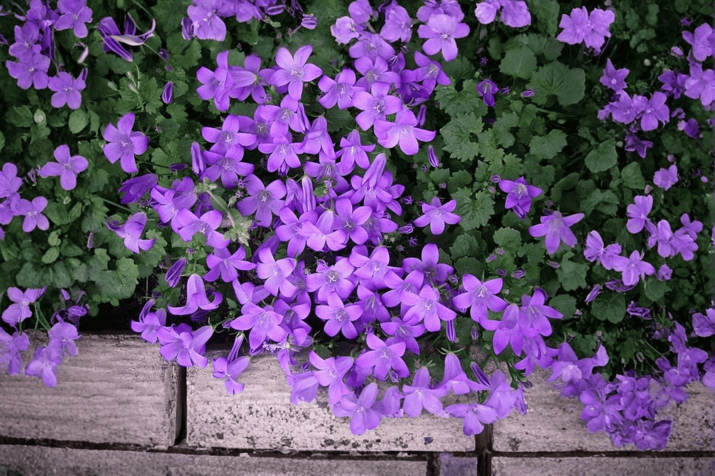 Dalmatian Bellflower 1 Live Plant – 4-Inch Pot – Campanula portenschlagiana