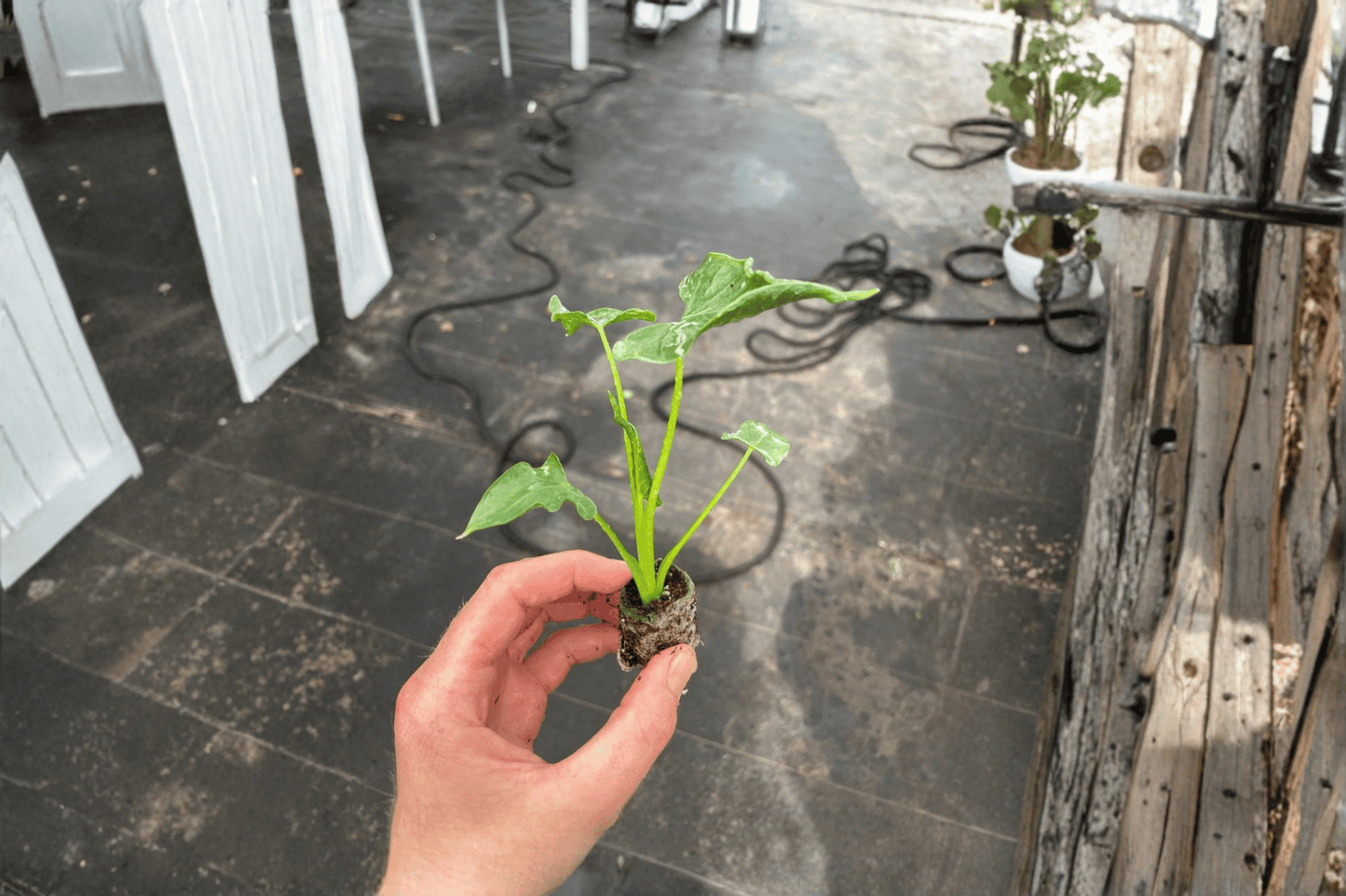 2 Alocasia triangularis Starter Plants – Live Tropical Aroid