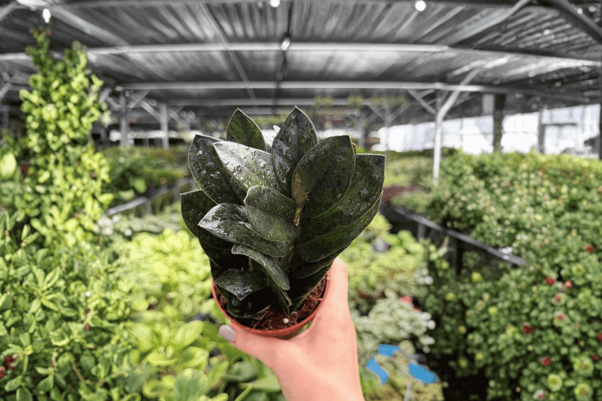 ZZ Black Queen 2 Exact Live Plants – 4-Inch Pots – Zamioculcas zamiifolia ‘Black Queen’