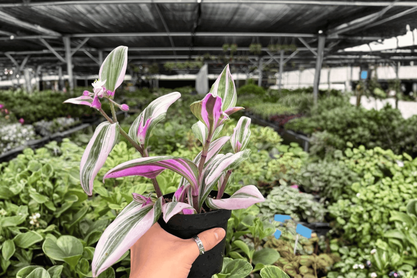 Tradescantia Nanouk 2 Exact Live Plants – 4-Inch Pots – Tradescantia ‘Nanouk’