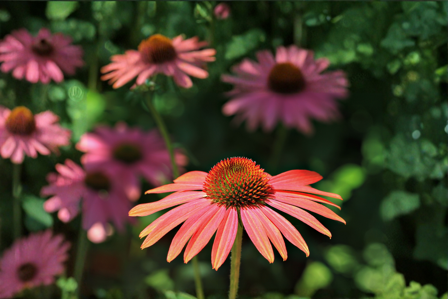 Rudbeckia Sahara Live Plants 3 Rooted Starters 1 Qt Pots Black Eyed Susan Sunset Color Perennial Flowers
