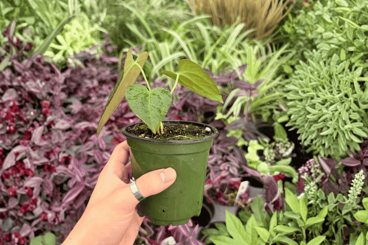 Anthurium Subsignatum x Regale 2 Exact Live Plants – 4-Inch Pots