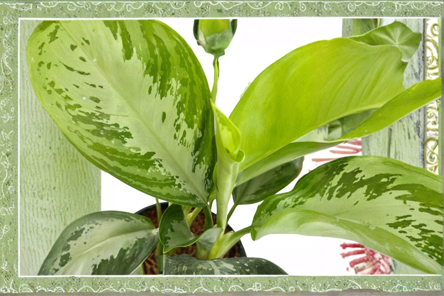 Aglaonema Silver Bay Live Plant Chinese Evergreen Tropical Indoor Houseplant Starter Plant Gift