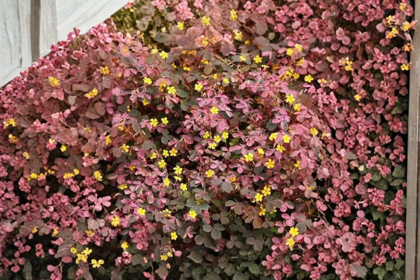 Live Oxalis Plant – Burgundy & Yellow Foliage – 3–4 Inches Tall – Ships Without Pot – Oxalis spp.