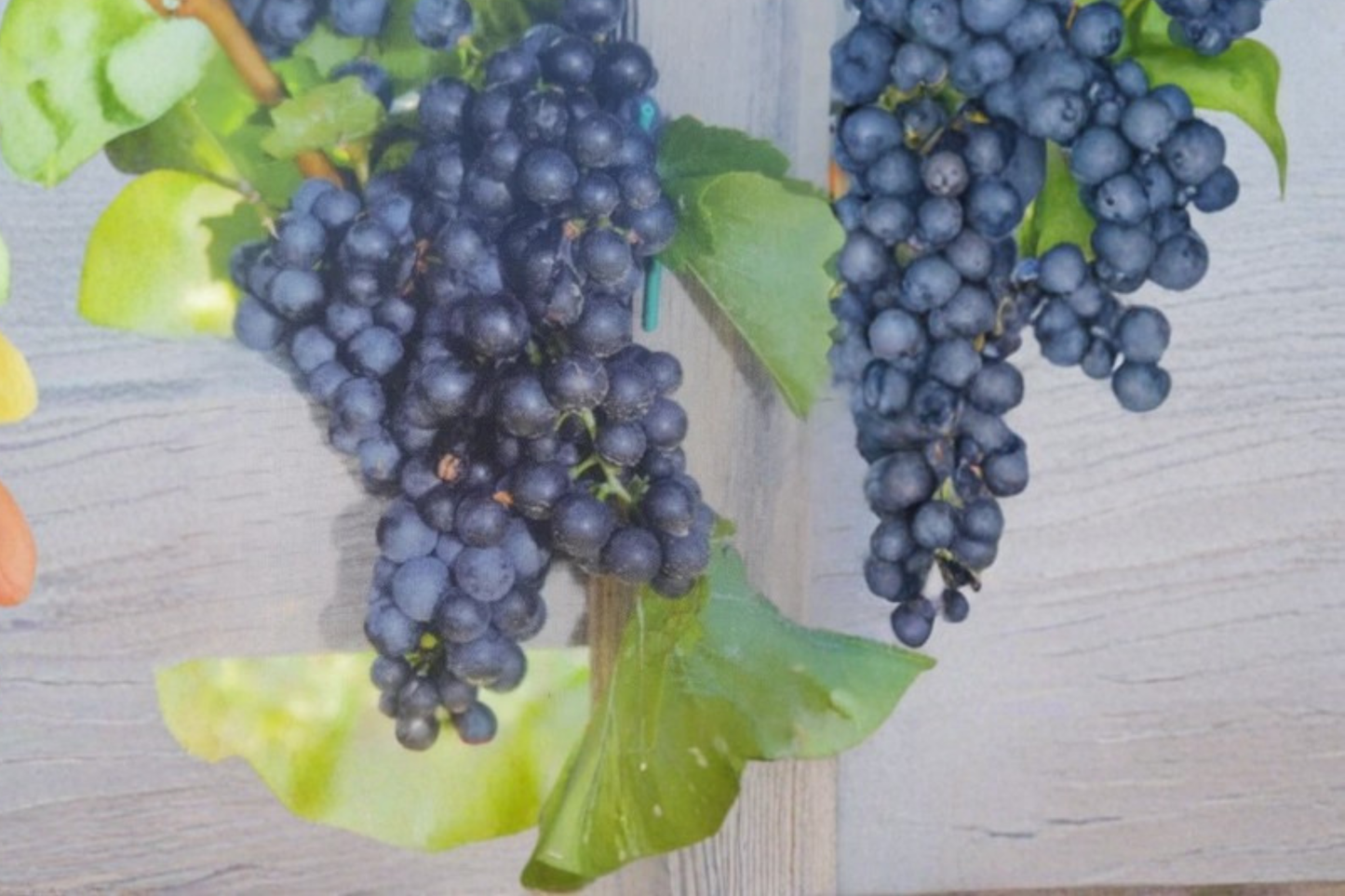 Mars Seedless Grape Vine Live Plant 2 Gallon, Seedless Grape Vine for Garden Vineyard, Climbing Fruit Vine