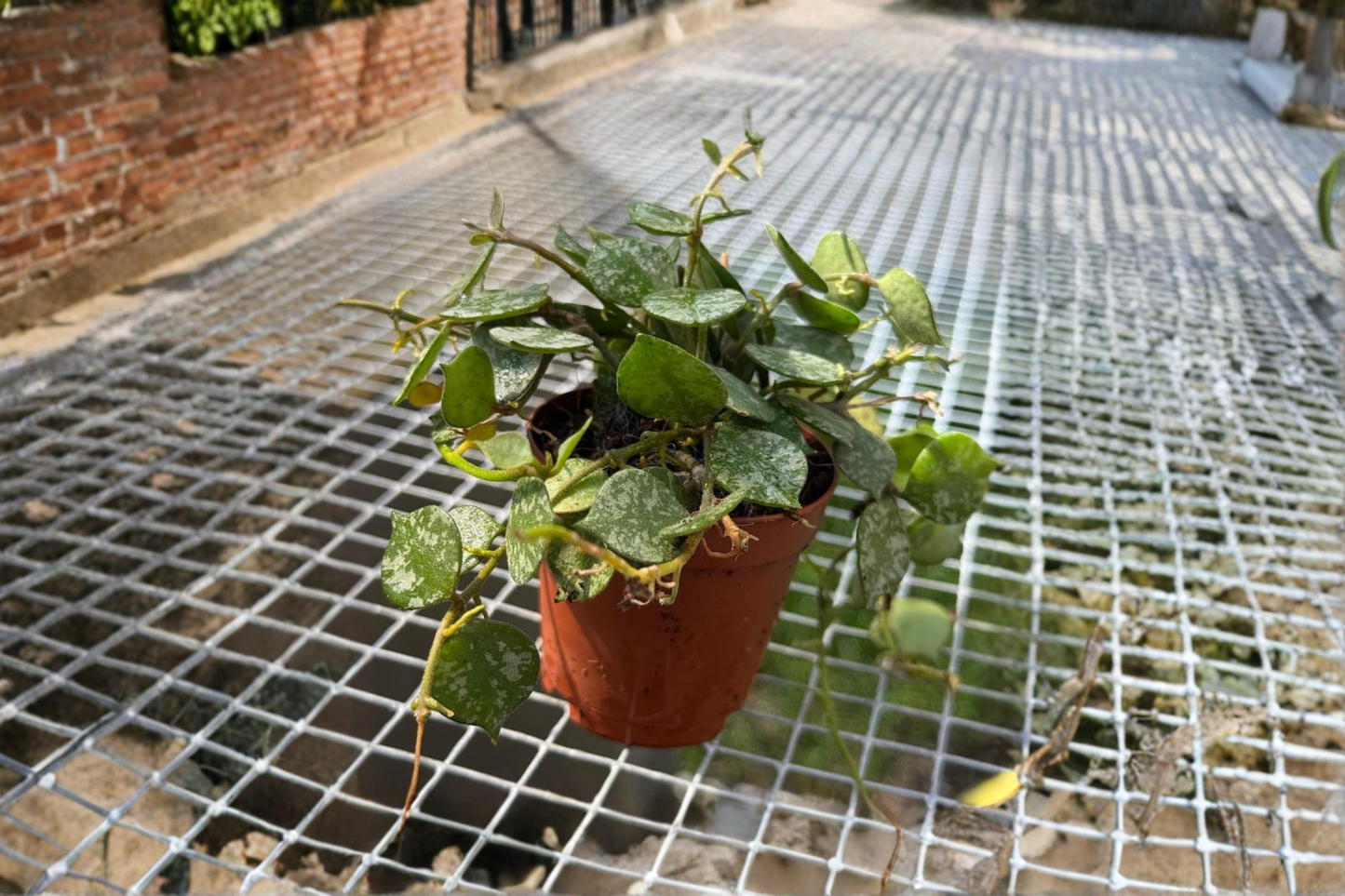 Hoya Curtisii Live Plant Rare Hoya Tropical Indoor Houseplant 2 Inch Rooted Starter Plant Gift