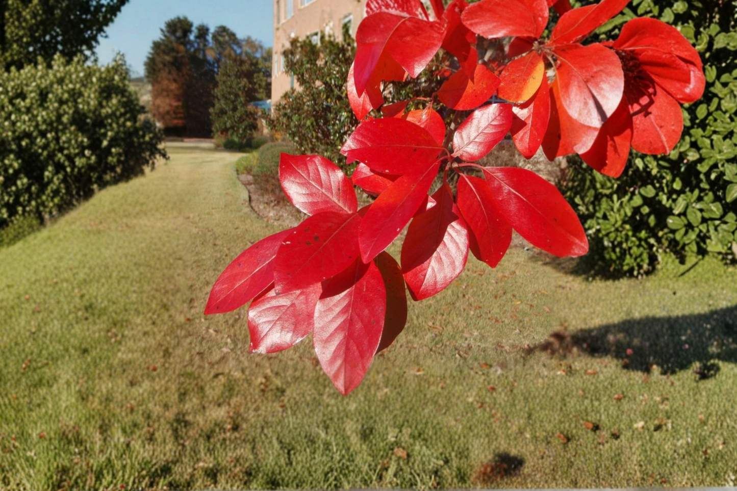 Black Tupelo Live Tree 1 Gallon Pot – Nyssa sylvatica Native Deciduous Tree Brilliant Fall Color Landscape Garden