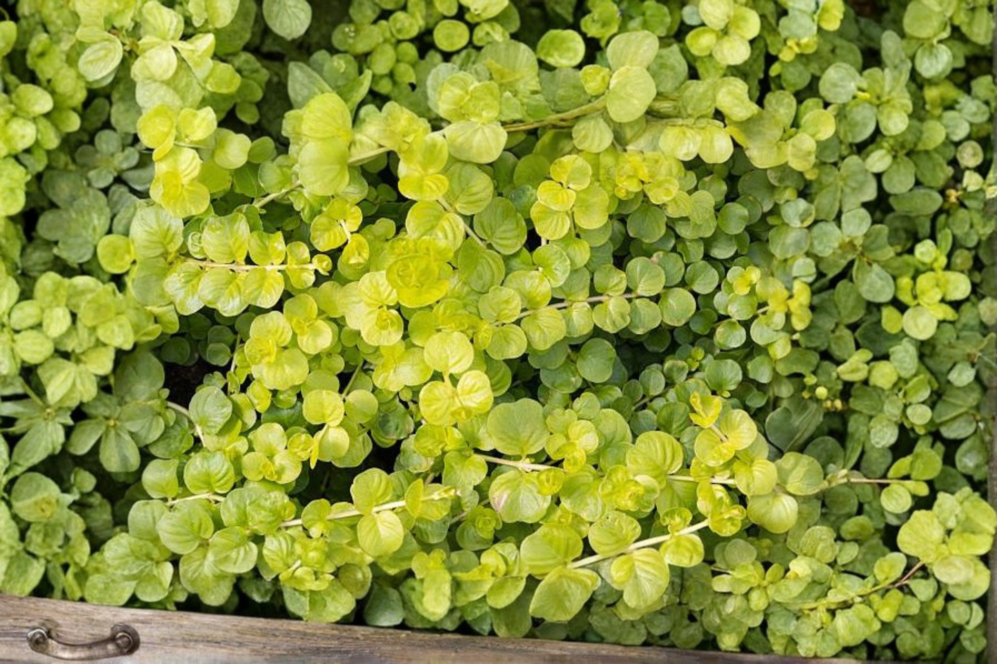 6 Golden Creeping Jenny Live Starter Plants – Lysimachia nummularia Perennial Groundcover