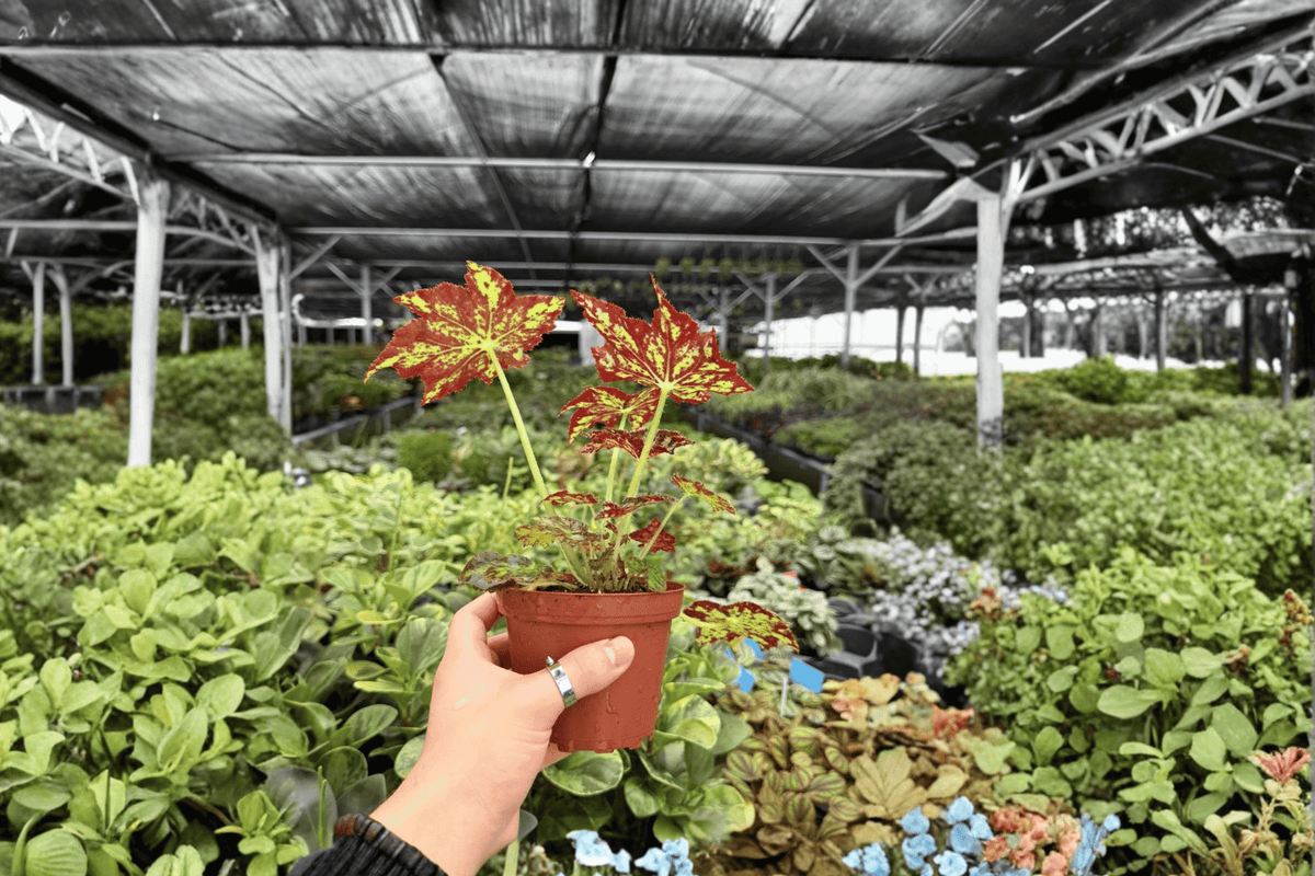 Begonia Phoe’s Butterscotch 2 Exact Live Plants – Begonia ‘Phoe’s Butterscotch’ 4” Size Bare Root